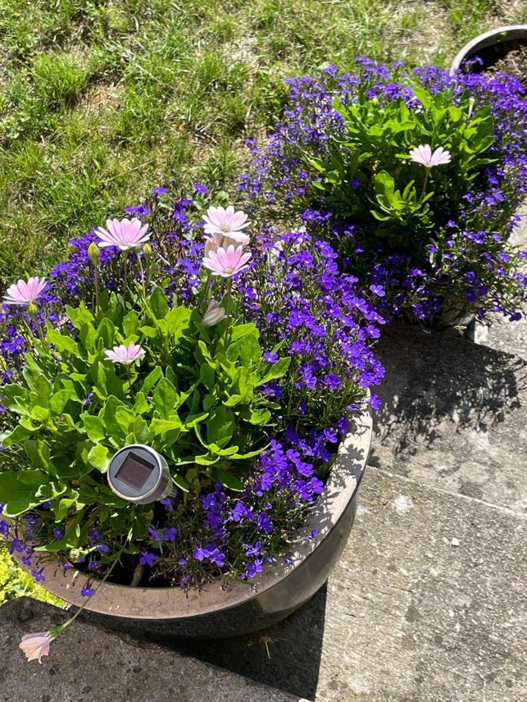 Ferienwohnung Rynge Teaters Boningshus Ystad Exterior foto